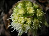 White Butterbur (Petasites albus)