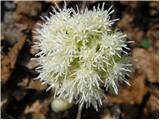 Petasites albus