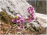 Paradise plant (Daphne mezereum)