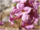 Paradise plant (Daphne mezereum)