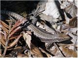 Horvath's Rock Lizard (Iberolacerta horvathi)