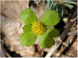 Tevje (Hacquetia epipactis)