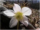 Črni teloh (Helleborus niger)