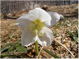 Christmas rose (Helleborus niger)