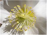 Christmas rose (Helleborus niger)