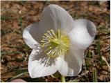 Christmas rose (Helleborus niger)