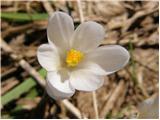 Beli žafran ali nunka (Crocus vernus subsp. albiflorus)