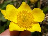 Kingcup (Caltha palustris)