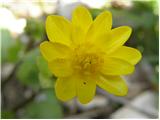 Lesser celandine (Ranunculus ficaria)