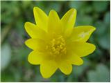 Lesser celandine (Ranunculus ficaria)