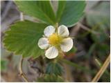 Woodland Strawberry (Fragaria vesca)