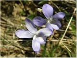 Pasja vijolica (Viola canina)