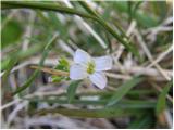 Alpine rock-cress (Arabis alpina)