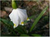 Veliki zvonček (Leucojum vernum)