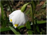 Veliki zvonček (Leucojum vernum)