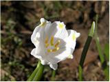 Veliki zvonček (Leucojum vernum)