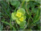 Alternate-leaf golden saxifrage (Chrysosplenium alternifolium)