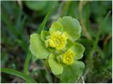 Premenjalnolistni vraničnik (Chrysosplenium alternifolium)