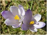 Pomladanski žafran (Crocus vernus)