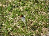 Crocus vernus subsp. albiflorus