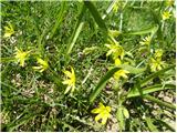 Yellow Star-of-Bethlehem (Gagea lutea)