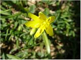 Yellow Star-of-Bethlehem (Gagea lutea)