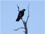 Krokar (Corvus corax)