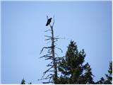 Common Raven (Corvus corax)