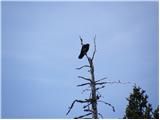 Common Raven (Corvus corax)