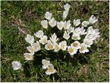 Crocus vernus subsp. albiflorus