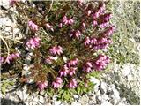Spring heath (Erica carnea)