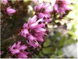 Spomladanska resa (Erica carnea)