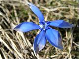 Spomladanski svišč (Gentiana verna)