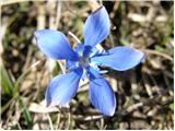 Spomladanski svišč (Gentiana verna)