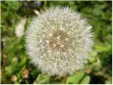 Taraxacum officinale