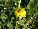 Navadni regrat (Taraxacum officinale)