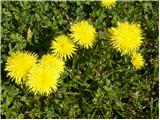 Navadni regrat (Taraxacum officinale)