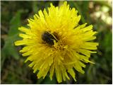 Navadni regrat (Taraxacum officinale)