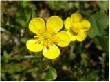 Tall Buttercup (Ranunculus acris)