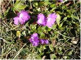 Wulfenov jeglič (Primula wulfeniana)