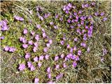 Wulfenov jeglič (Primula wulfeniana)