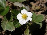 Woodland Strawberry (Fragaria vesca)