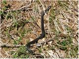 European adder (Vipera berus)