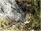 European adder (Vipera berus)