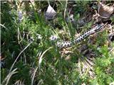 European adder (Vipera berus)