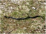 European adder (Vipera berus)