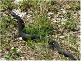 European adder (Vipera berus)