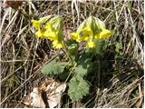 Navadni pomladanski jeglič (Primula veris subsp. veris)