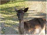 Fallow Deer (Dama dama)