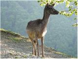 Fallow Deer (Dama dama)